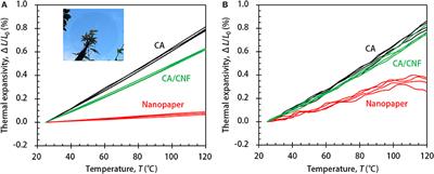 Anisotropic Thermal Expansion of Transparent Cellulose Nanopapers